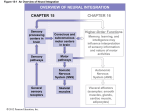 Sensory Pathways