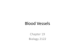 PP Chapter 19-Blood Vessels