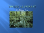 Tropical Forest - Cone Digital Portfolio