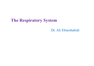 The Respiratory System