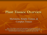 Plant Tissues-PPT