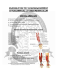 muscles of the posterior compartment of forearm and extensor
