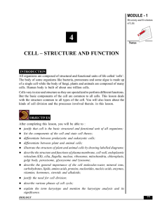 4 cell – structure and function