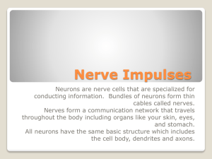 Organization of the Human Nervous System