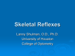 Skeletal Reflexes - University of Houston College of Optometry