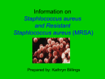 Information on Staphlococcus aureus- (MRSA)
