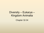 Diversity – Eukarya – Kingdom Animalia