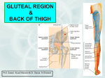 18 POSTERIOR COMPARTMENT OF THIGH[1].