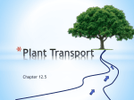 Plant Transport Overview