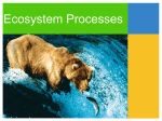 Ecosystem Processes