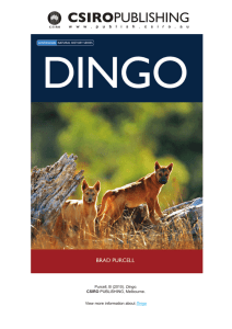 Purcell, B (2010). Dingo. CSIRO PUBLISHING, Melbourne. View