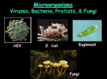 Unit 3 Microorganisms Viruses Bacteria Protists Fungi PowerPoint