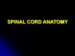 KUMC 08 Spinal Cord Anatomy Student