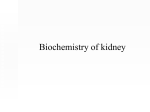 Biochemistry of kidney