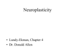 neuroplasticity 2016