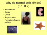 Why do normal cells divide? (8.1, 8.2)