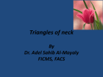 Triangles of neck