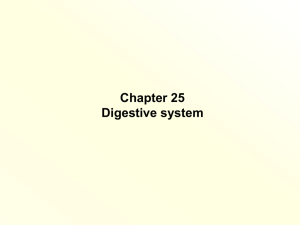 Chapter 25 - digestive - Fullfrontalanatomy.com