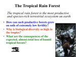 The Tropical Rain Forest