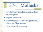 37-1 Mollusks