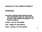 MUSCLES OF THE LOWER EXTREMITY REMEMBER! GLUTEAL