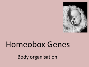 Homeobox Genes U6[1].