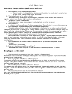 Period 3 - Digestive System