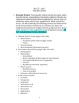 Week 5--Muscular System