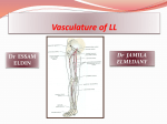 08 Vasculature of lower limb