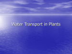 Water Transport in Plants