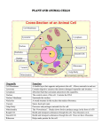 PLANT AND ANIMAL CELL PLANT AND ANIMAL CELLS Organelle