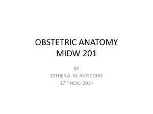 obstetric anatomy midw 201