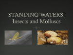 STANDING WATERS: Insects and Molluscs