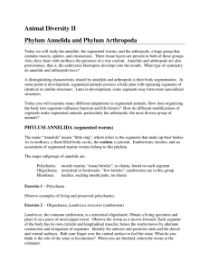 Animal Diversity II Phylum Annelida and Phylum Arthropoda