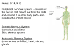 Peripheral Nervous System