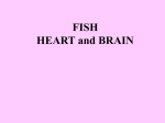 FISH HEART and BRAIN This brain part is the ______ It controls