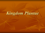 Kingdom Plantae PPT