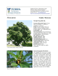 Ficus aurea - Lee County Extension