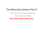 The Muscular System Part 2: