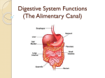 Digestive System Functions