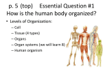 Levels of Structural Organization within the Human Body