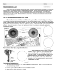 Root – Stem – Leaf Lab