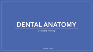 File - Dentalelle Tutoring