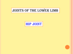 Joints of the lower limb Hip joint