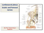 07 sacral plexus femoral and sciatic nerves