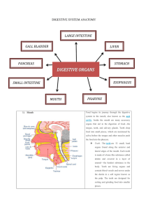 Digestive system anatomy