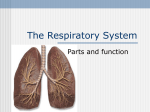 The Respiratory System