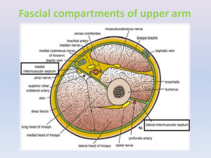 Fascial Compartments of Upper Arm