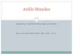 Ankle Muscles