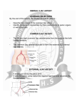 Anatomy - INERNAL ILIAC ARTERY